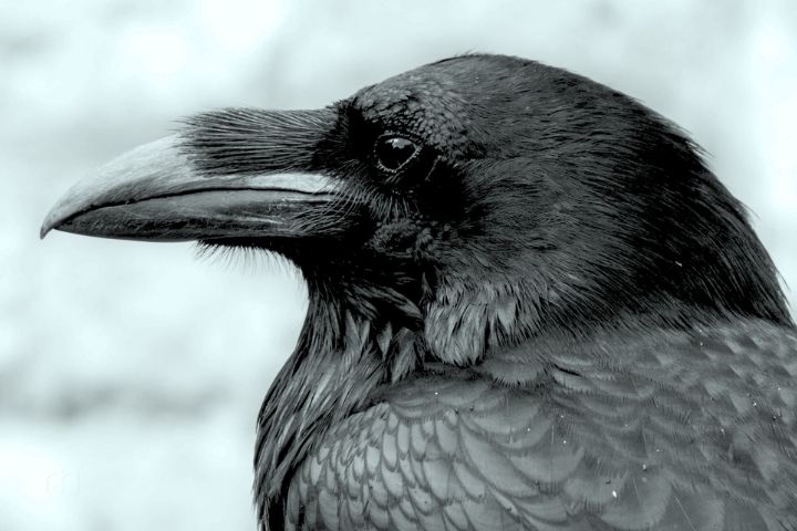 Best Crow Names