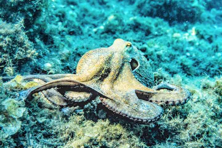 Legendary Octopus Names