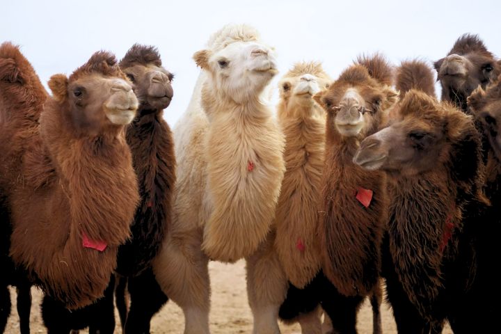 Best Camel Names