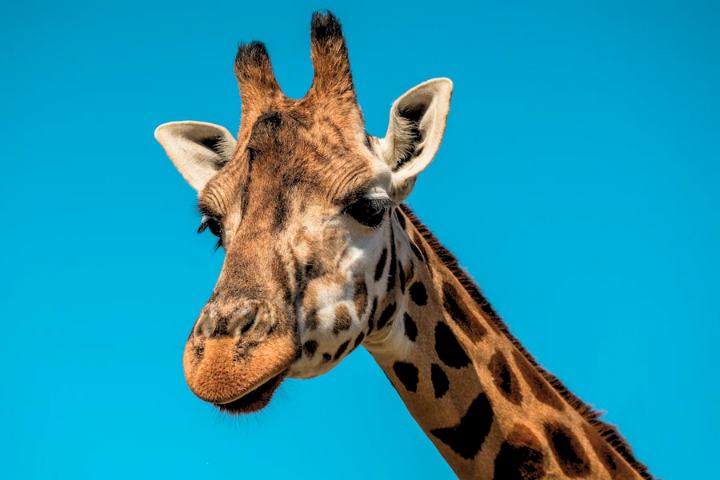 Best Giraffe Names