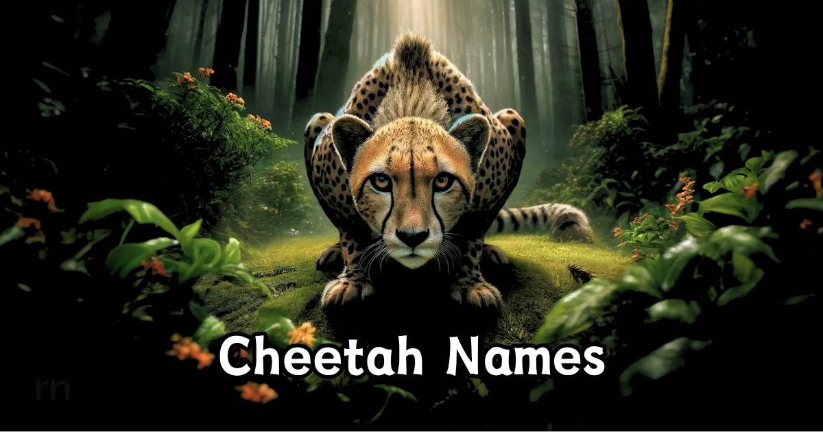 Best Pet Names for Cheetah