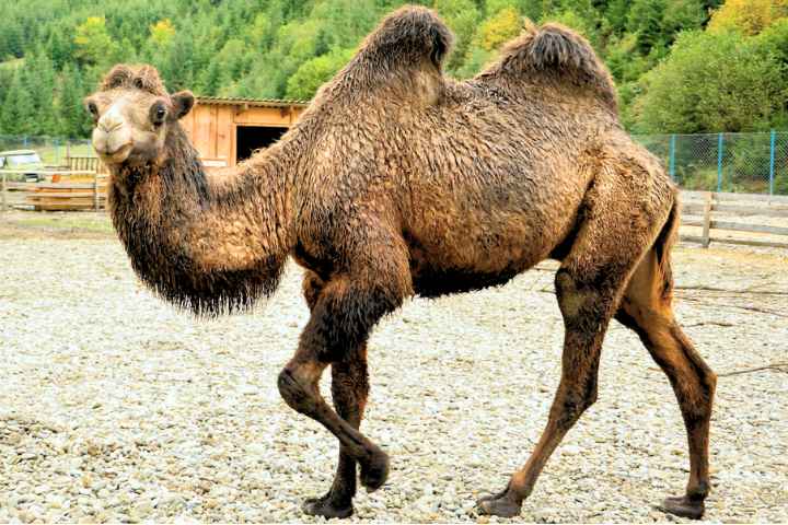 Famous Camel Names
