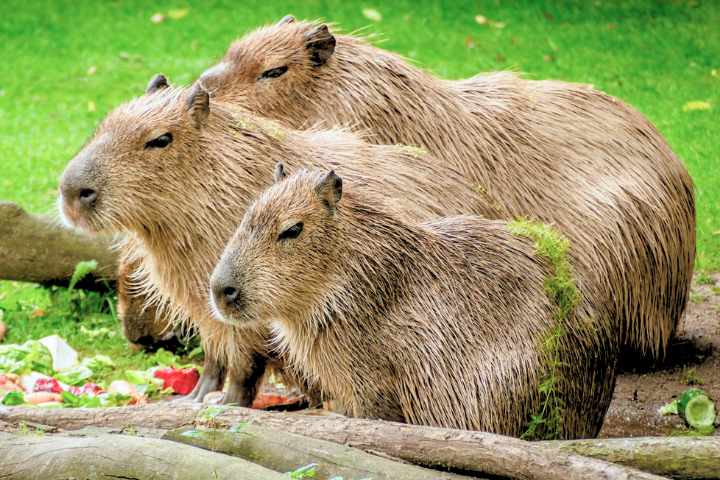 Capybara Names