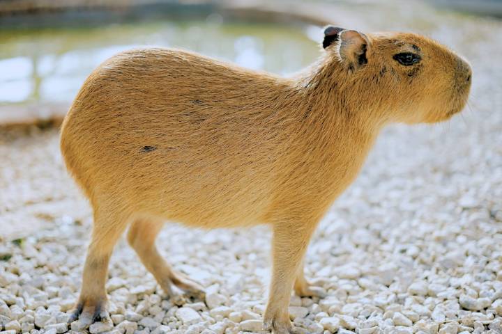 Capybara Names