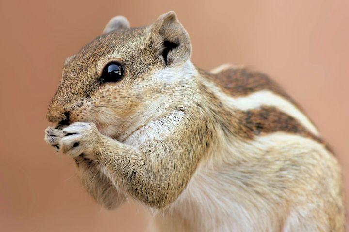 Chipmunk Names