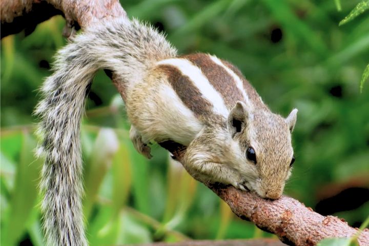 Chipmunk Names