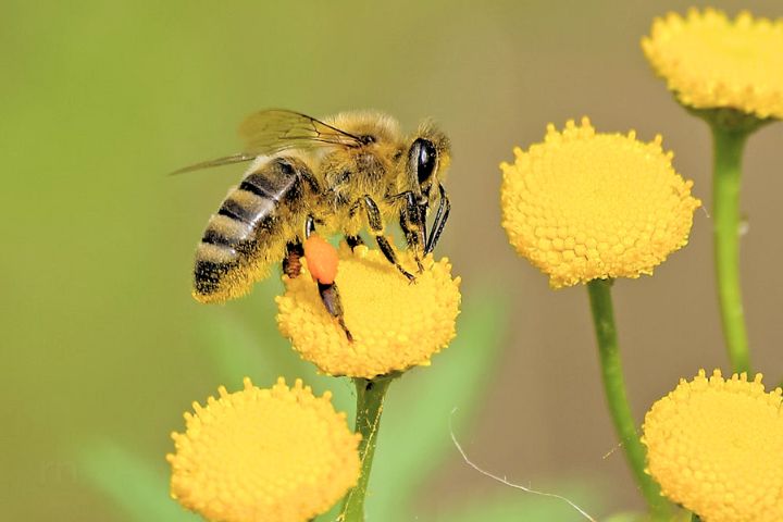 Bee Names