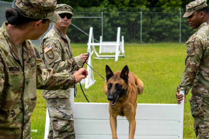 Military Dog Names