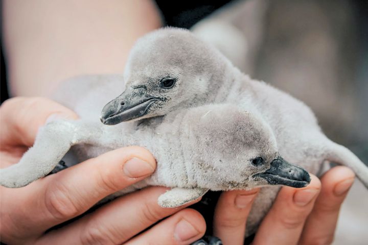 Penguin Names