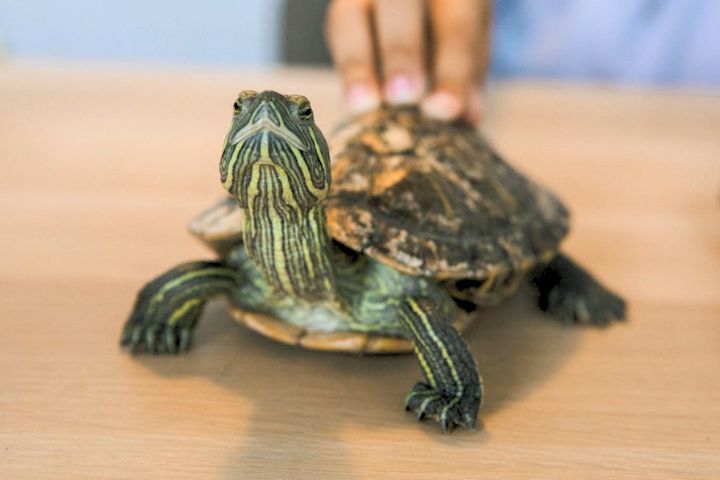 Turtle or Tortoise Pet Names