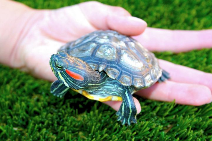 Turtle or Tortoise Pet Names