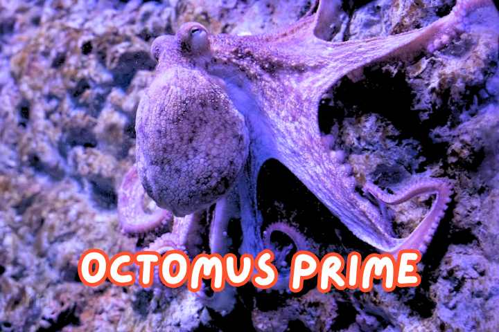 Octopus Names
