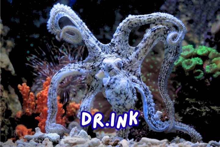 Octopus Names