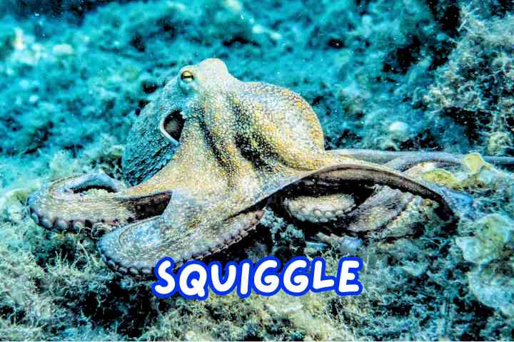 Octopus Names